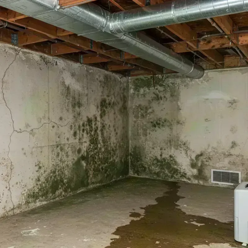 Professional Mold Removal in Louisville, TN